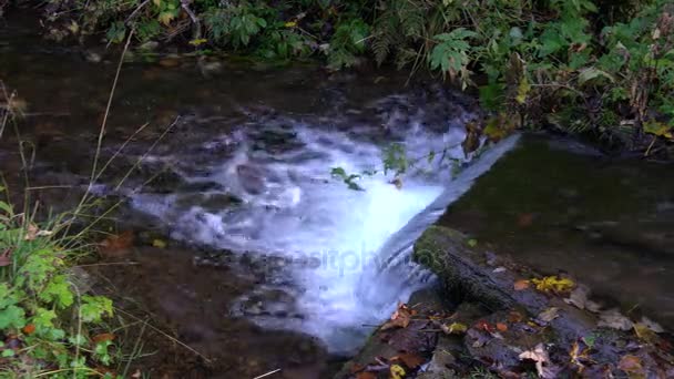 Ruisseau Forestier Qui Coule Sur Des Rochers Moussus — Video