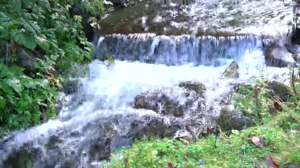 森林溪流在苔藓的岩石上奔跑 Carpats — 图库视频影像