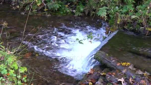 Ruisseau Forestier Qui Coule Sur Des Rochers Moussus — Video