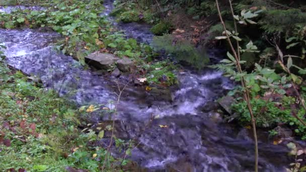 Yosunlu Kayalar Üzerinde Çalışan Orman Akarsu Carpats — Stok video