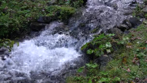 Ruisseau Forestier Qui Coule Sur Des Rochers Moussus — Video