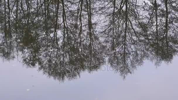 Hermosa Vista Invierno Los Árboles Paran Orilla Reflejan Agua — Vídeos de Stock