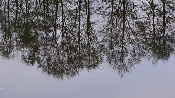 Widok Piękny Zimowy Drzewa Stoją Brzegu Odbijają Się Wodzie — Wideo stockowe