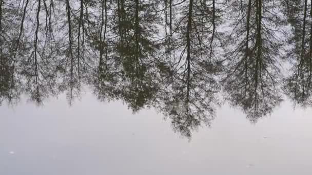 美丽的冬日景色 树站在岸边 倒映在水中 — 图库视频影像