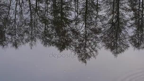 Hermosa Vista Invierno Los Árboles Paran Orilla Reflejan Agua — Vídeos de Stock