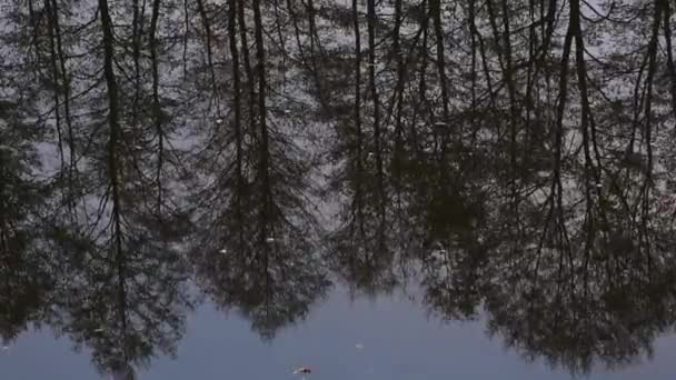 Hermosa Vista Invierno Los Árboles Paran Orilla Reflejan Agua — Vídeos de Stock