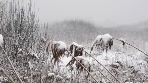 Grama Seca Coberta Com Neve Fundo Natureza Movimento Lento — Vídeo de Stock