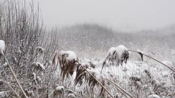Droog Gras Cowered Met Sneeuw Natuur Achtergrond Slow Motion — Stockvideo