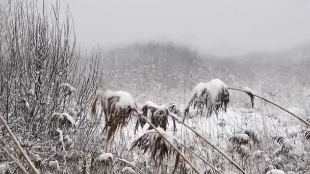 Suchou Trávu Přikrčil Sněhem Přírodní Pozadí Zpomalený Pohyb — Stock video