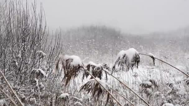 Hierba Seca Cubierta Nieve Fondo Natural Cámara Lenta — Vídeo de stock