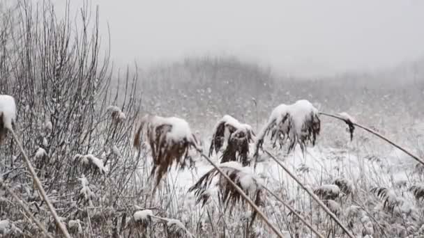 Grama Seca Coberta Com Neve Fundo Natureza Movimento Lento — Vídeo de Stock