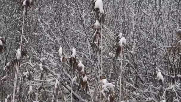 Reed Seco Coberto Com Neve Fundo Natureza Movimento Lento — Vídeo de Stock