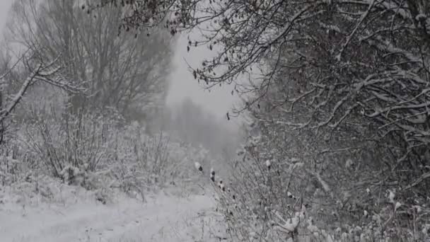 Droog Gras Cowered Met Sneeuw Natuur Achtergrond Slow — Stockvideo