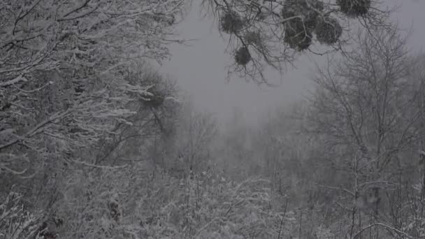 Suchou Trávu Přikrčil Sněhem Přírodní Pozadí — Stock video