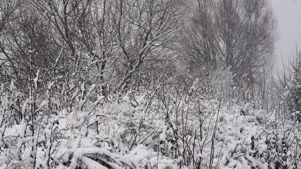 Erba Secca Incappucciato Con Neve Sfondo Naturale Lento — Video Stock