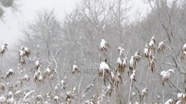 Cañas Secas Cubiertas Nieve Fondo Natural — Vídeos de Stock