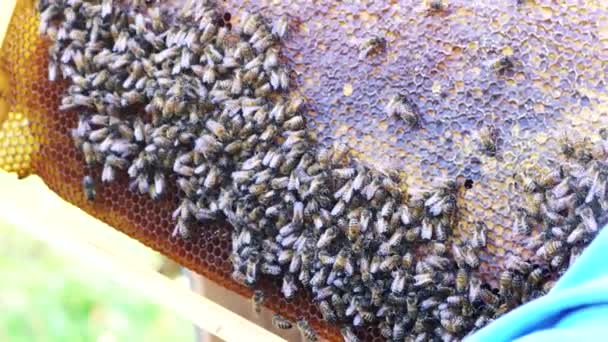 Een Imker Inspecteert Een Bijenkorf Van Bijen Voor Honing Uit — Stockvideo