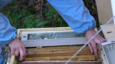 Arı yetiştiricisi bal topluyor. Arıcılık konsepti.