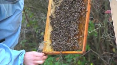 Arı yetiştiricisi bal topluyor. Arıcılık konsepti.
