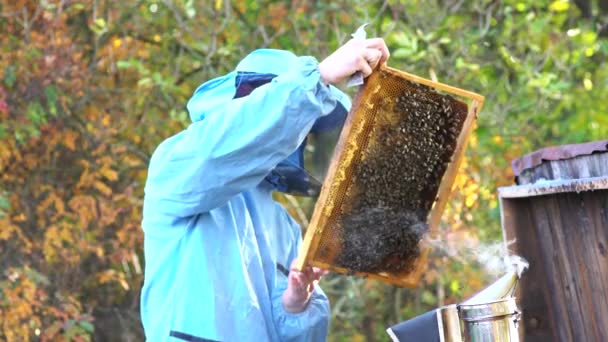 Μελισσοκόμος Που Δουλεύει Συλλέγει Μέλι Έννοια Μελισσοκομίας — Αρχείο Βίντεο
