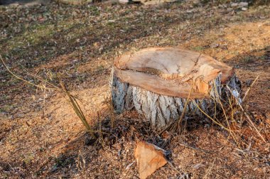 Ahşap ağaç kütükleri kapatın. Ahşap doku. Eski orman.