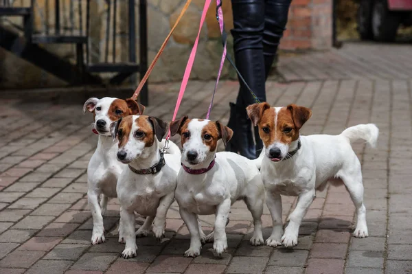 Jack Russell Terrier Puppies Yard — Stock Photo, Image