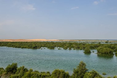 Birleşik Arap Emirlikleri 'ndeki Umm Al Quwein' in eteklerinde bulunan Mangrovlar.