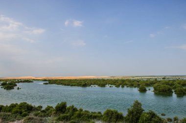 Birleşik Arap Emirlikleri 'ndeki Umm Al Quwein' in eteklerinde bulunan Mangrovlar.