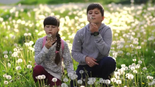 Niña Bonita Hermano Campo Verde Están Jugando Con Dientes León — Vídeos de Stock