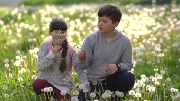 小女孩和她在绿地的弟弟在玩蒲公英 农村的儿童 美丽的植物 — 图库视频影像