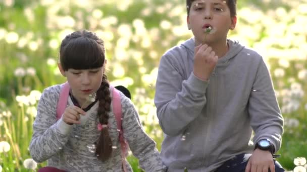 緑の野の可愛い娘と弟がタンポポと遊んでいます 国内の子供たち 美しい植物 — ストック動画