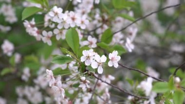 İlkbaharda çiçek açan kiraz ağacı. Taze açan şeftali çiçekleri. Bahar doğası. Güzel kiraz çiçekleri.