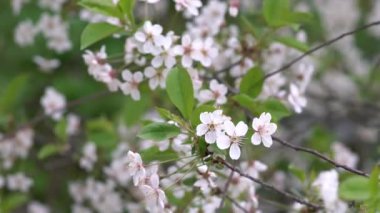İlkbaharda çiçek açan kiraz ağacı. Taze açan şeftali çiçekleri. Bahar doğası. Güzel kiraz çiçekleri.