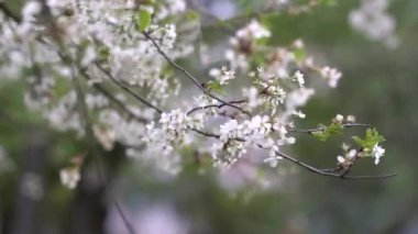 İlkbaharda çiçek açan kiraz ağacı. Taze açan şeftali çiçekleri. Bahar doğası. Güzel kiraz çiçekleri.