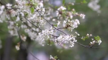 İlkbaharda çiçek açan kiraz ağacı. Taze açan şeftali çiçekleri. Bahar doğası. Güzel kiraz çiçekleri.