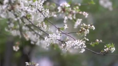İlkbaharda çiçek açan kiraz ağacı. Taze açan şeftali çiçekleri. Bahar doğası. Güzel kiraz çiçekleri.