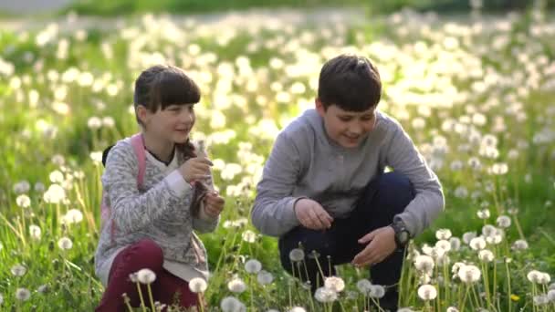 小女孩和她在绿地的弟弟在玩蒲公英 农村的儿童 美丽的植物 — 图库视频影像