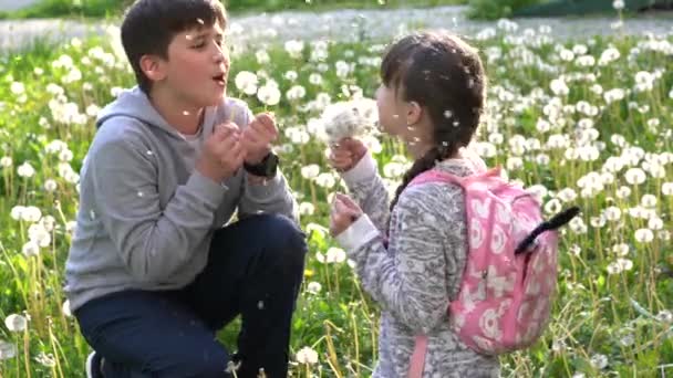 Little Pretty Girl Her Brother Green Field Playng Dandelions Children — Stock Video