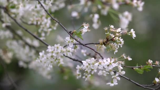 Wiśniowe Drzewo Kwitnące Wiosną Świeże Kwitnące Kwiaty Brzoskwini Wiosenne Tło — Wideo stockowe