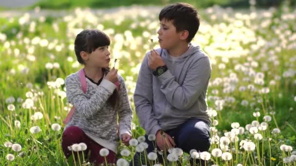 Niña Bonita Hermano Campo Verde Están Jugando Con Dientes León — Vídeos de Stock