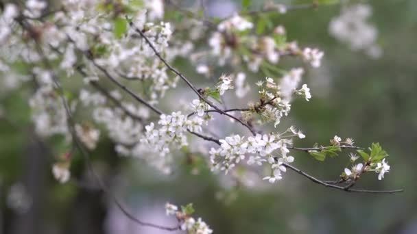 Cherry Blossom Tree Blossoming Spring Fresh Blooming Peach Blossom Flowers — Stock Video