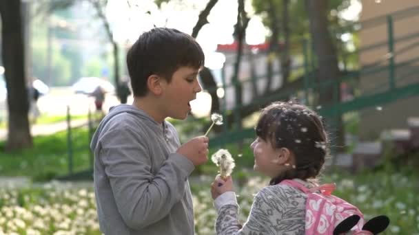 Κοριτσάκι Και Αδερφός Της Στο Γκριν Φιλντ Παίζουν Πικραλίδες Παιδιά — Αρχείο Βίντεο