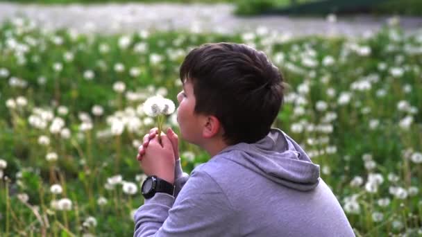 Beautiful School Boy Blowing Away Dandelion Flower Seeds Slow Motion — Stock Video
