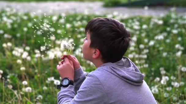 Όμορφο Σχολιαρόπαιδο Φυσάει Μακριά Σπόρια Λουλουδιών Πικραλίδα Αργή Κίνηση — Αρχείο Βίντεο