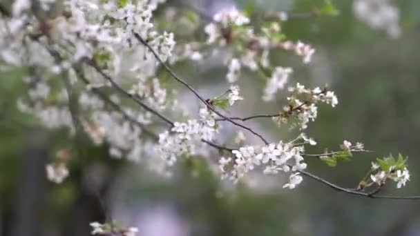Třešňové Květy Kvetou Jaře Čerstvě Kvetoucí Broskvové Květy Jarní Příroda — Stock video