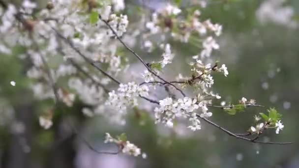 Lkbaharda Çiçek Açan Kiraz Ağacı Taze Açan Şeftali Çiçekleri Bahar — Stok video