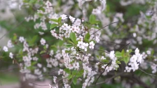 Wiśniowe Drzewo Kwitnące Wiosną Świeże Kwitnące Kwiaty Brzoskwini Wiosenne Tło — Wideo stockowe