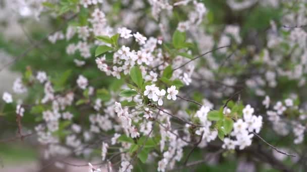 Körsbärsträdet Blommar Våren Färska Blommande Persikoblommor Våren Natur Bakgrund Vackra — Stockvideo
