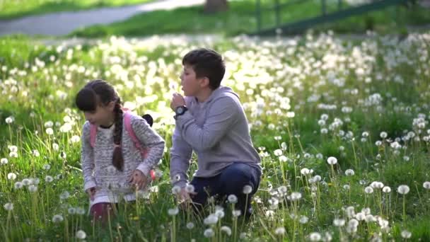 Niña Bonita Hermano Campo Verde Están Jugando Con Dientes León — Vídeo de stock