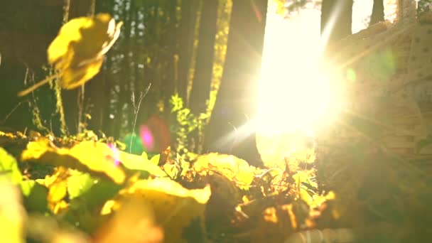 Falling yellow leaves against blazing sun and picnic basket. Sunny autumn day. Super slow motion shot — Stock Video